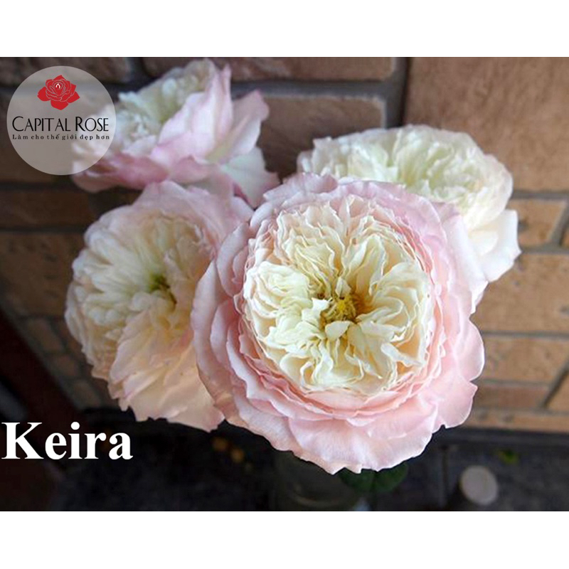 Hoa hồng leo Keira rose - hoa thơm