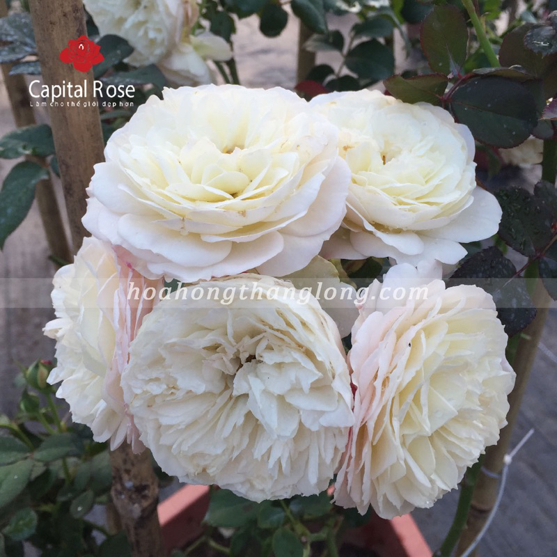 Hoa hồng leo Keira rose - hoa thơm