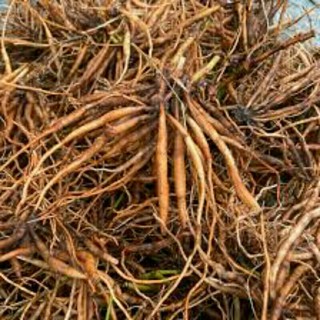 1kg củ sâm tanh tách /cây nổ tự nhiên