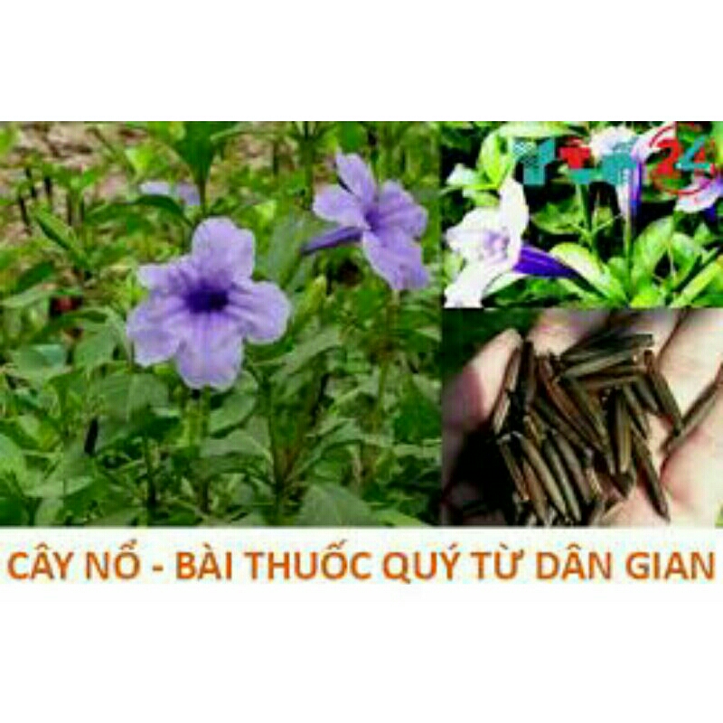 1kg củ sâm tanh tách /cây nổ tự nhiên