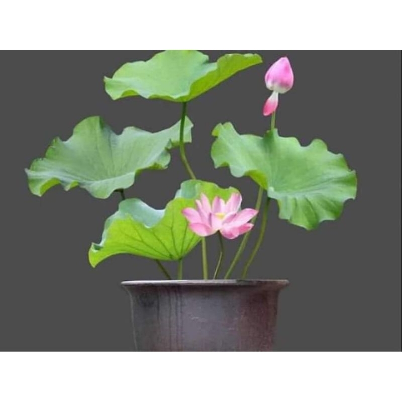 Hạt giống sen mini nhật nhiều màu  😍🧡Freeship ❤️💥chất lượng cao