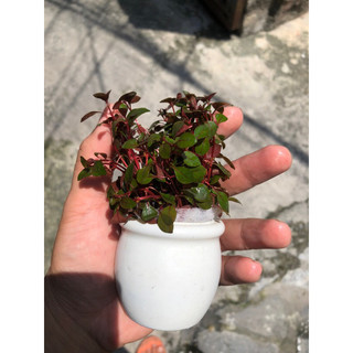 1 chậu cây thuỷ sinh tân đế tài hồng cho bể cá thuỷ sinh