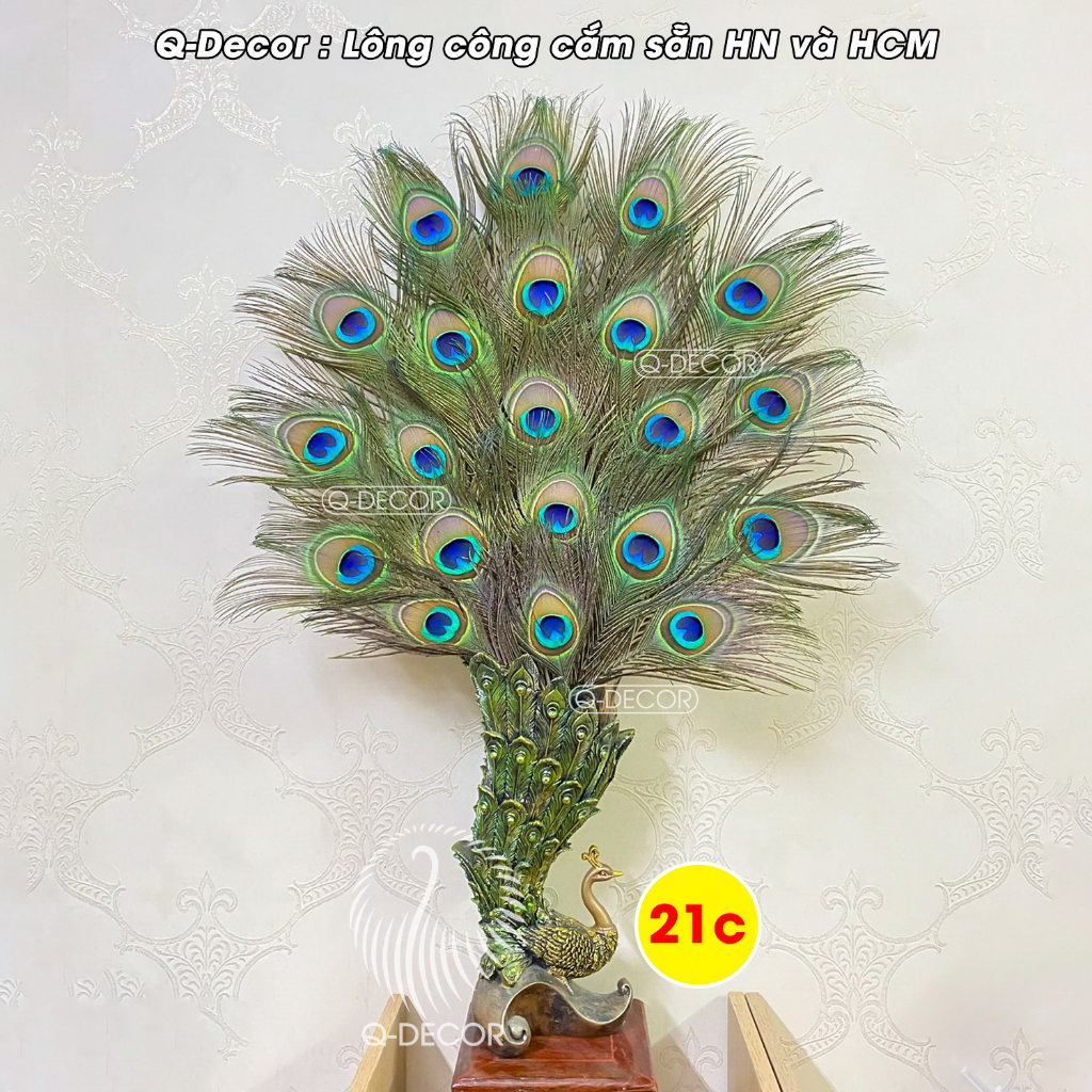 Lông công phong thủy Q Decor, dài 50-60cm, Mắt to 4-6cm, nhập khẩu Ấn Độ