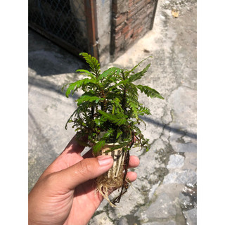 1 chậu cây thuỷ sinh liễu răng cưa cho bể thuỷ sinh