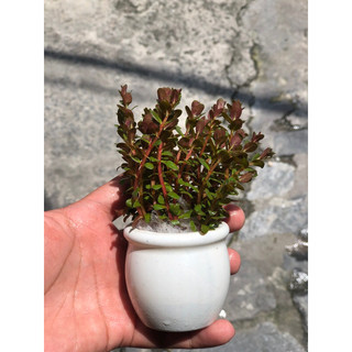1 chậu cây vẩy ốc đỏ trang trí bể thuỷ sinh