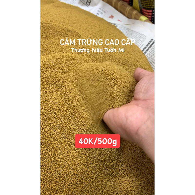 CÁM TRỨNG TUẤN MI