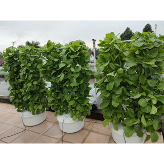 Combo 50 Rọ Trồng Rau Thủy Canh ( Rọ 50mm)
