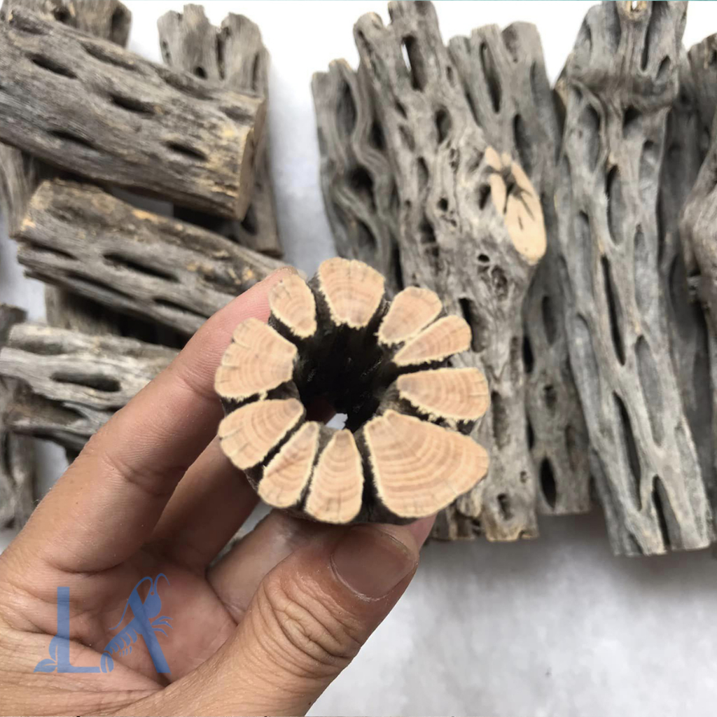 Lũa Cholla - Lũa Xương Rồng Cho Tép Cảnh, trang trí hồ tép, đồ chơi tép