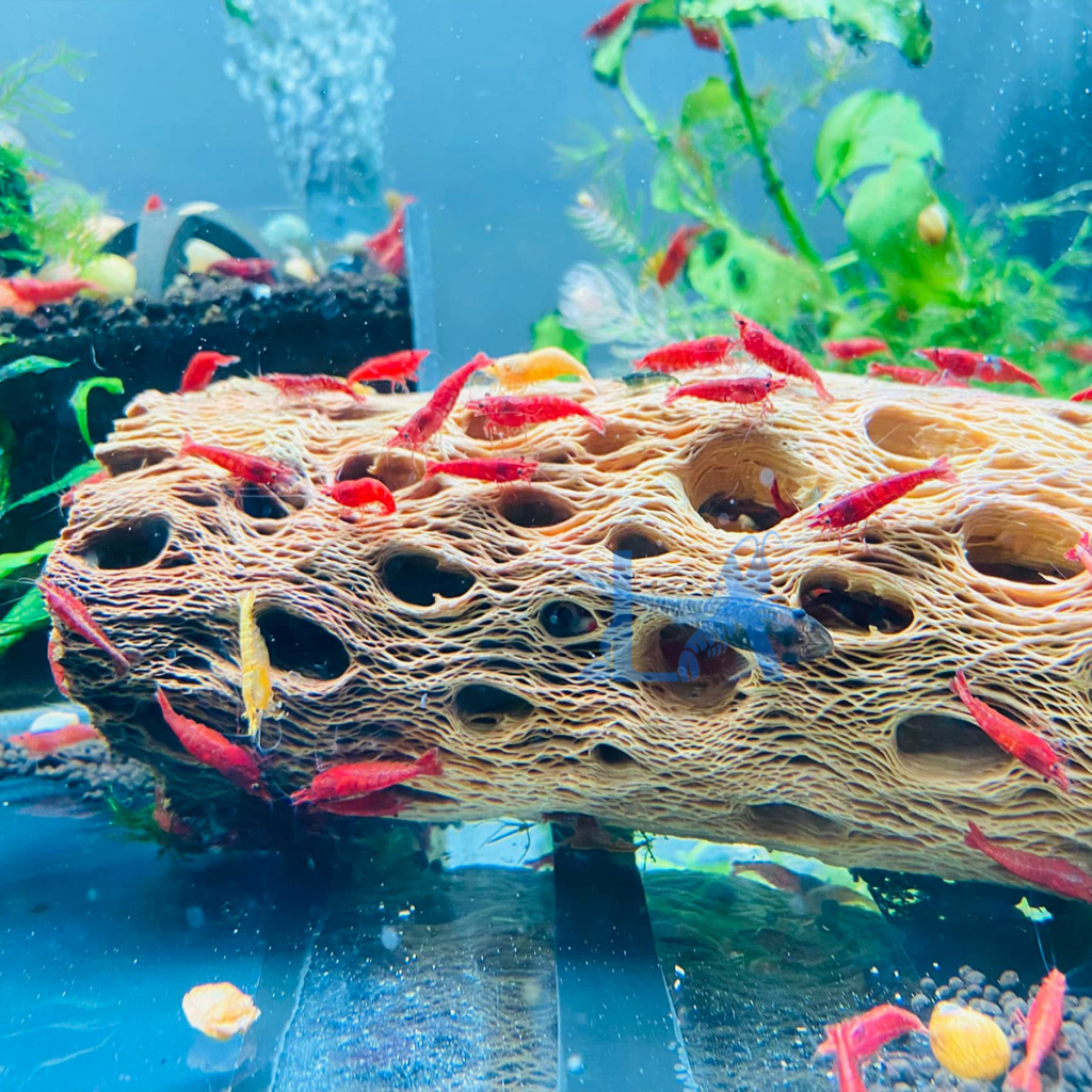 Lũa Cholla - Lũa Xương Rồng Cho Tép Cảnh, trang trí hồ tép, đồ chơi tép