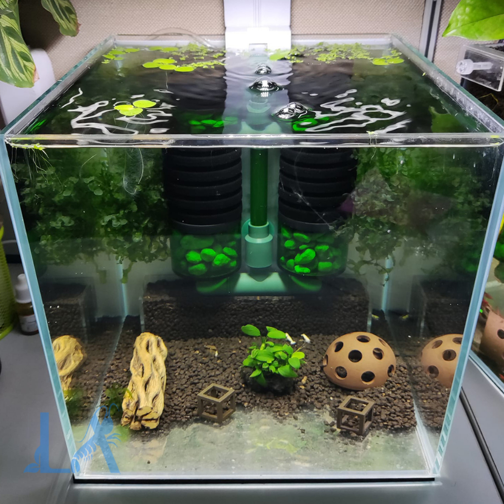 Lũa Cholla - Lũa Xương Rồng Cho Tép Cảnh, trang trí hồ tép, đồ chơi tép