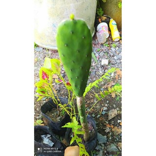 xương rồng lá tai thỏ ( đi đơn tổng 30 k trở lên)