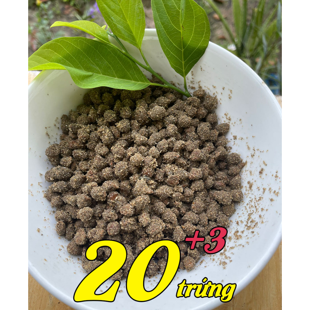 Trứng cào cào giống hộp 20 quả tặng thêm 10%, bao nở, cực dễ nuôi làm mồi cho chim cảnh, cá cảnh, tắc kè