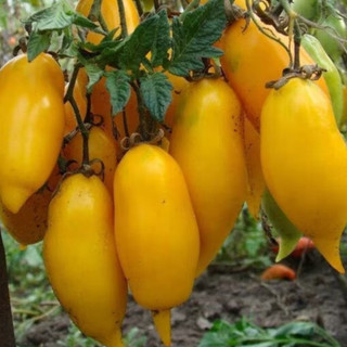 Hạt giống cà chua chuối vàng siêu ngọt f1_nảy mầm 99%
