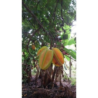cấy giống( sơn tra ) táo mèo