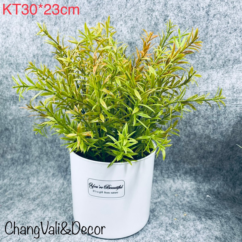 Chậu cây Hương Thảo - Rosemany giả để bàn màu sắc tươi mát , decor siêu chảnh