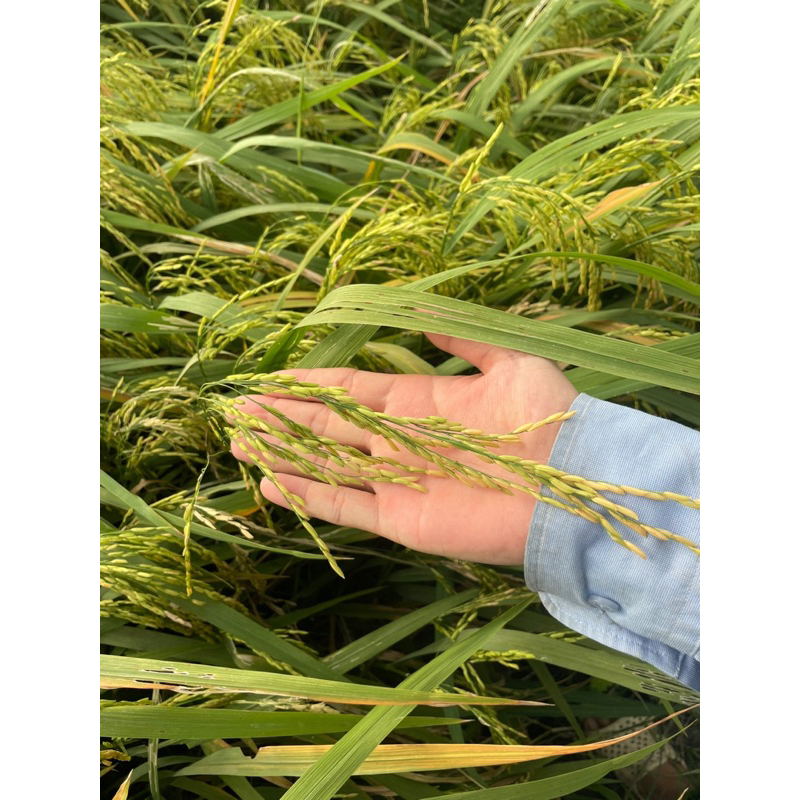 FIFATOP 20 SC phòng trừ lem lép hạt, lép vàng, lép đen do nấm