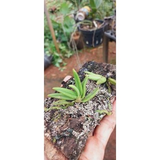 Hoa lan Linh Tử Lan ^hiếm