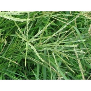 [ 500g  ]  Bồ Kết , vỏ bưởi,Cỏ Mần Trầu Khô ( Thơm, Khô, chuẩn )
