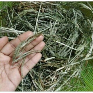 Mần trầu khô đẹp 100g