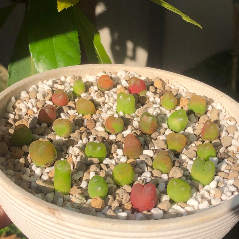 Conophytum maughanii size 1-1.2cm siêu xinh giá hời