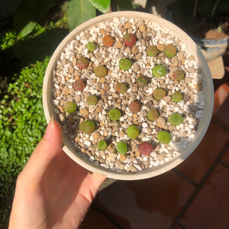 Conophytum maughanii size 1-1.2cm siêu xinh giá hời