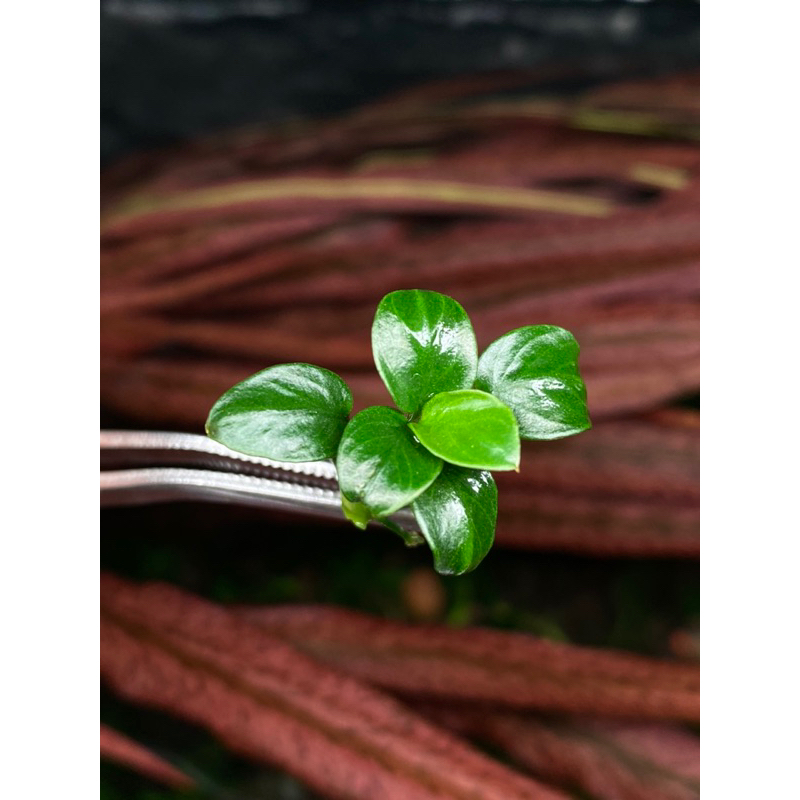 Ráy nana petite gen thái 10 ngọn Full nước fom chuẩn - Cây Thủy sinh