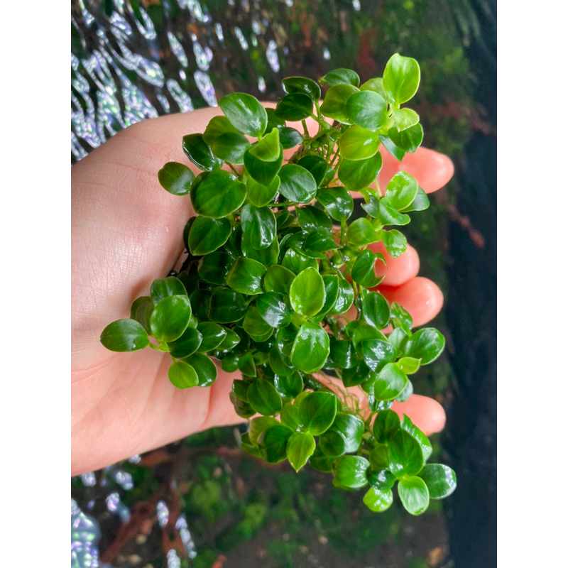 Ráy nana petite gen thái 10 ngọn Full nước fom chuẩn - Cây Thủy sinh