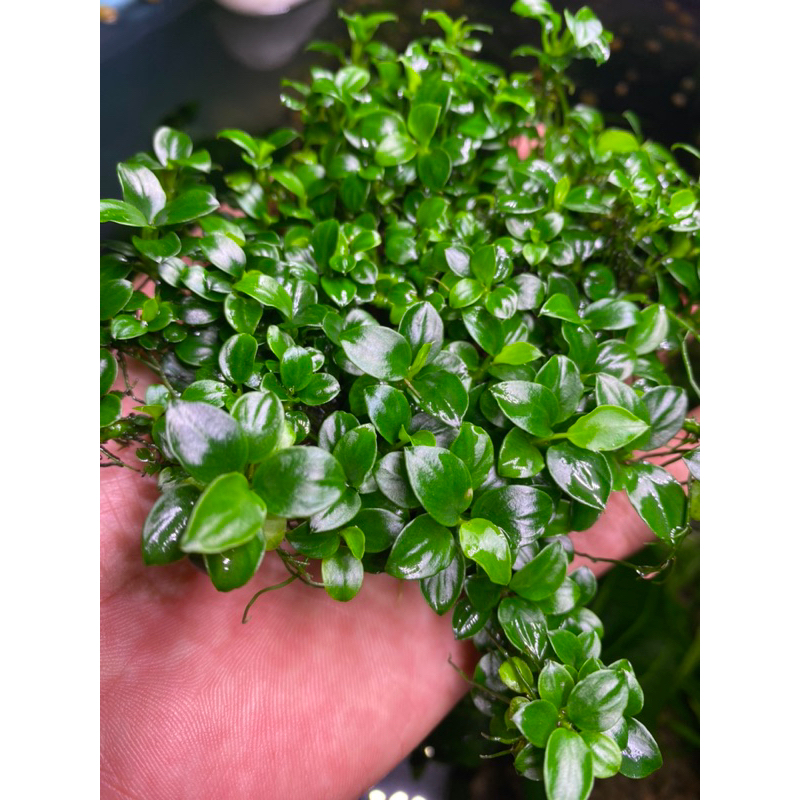 Ráy nana petite gen thái 10 ngọn Full nước fom chuẩn - Cây Thủy sinh