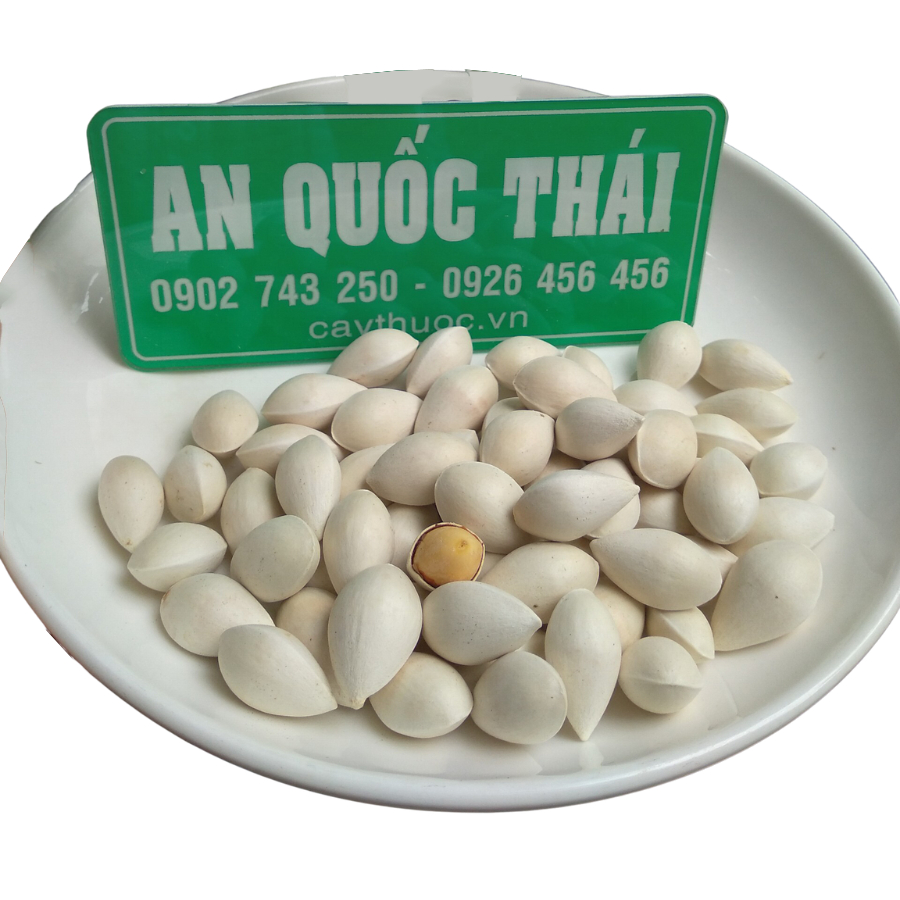 Bạch Quả Tươi Nguyên Vỏ  Hạt To, Nấu Chè - Chưng Yến Bồi Bổ, Tốt Trí Não