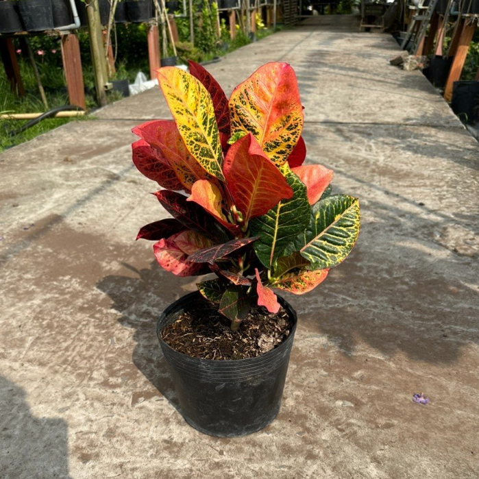 CÔ TÒNG LÁ MÍT THÁI trang trí sân vườn, màu sắc rực rỡ, dễ chăm sóc. Hatagarden