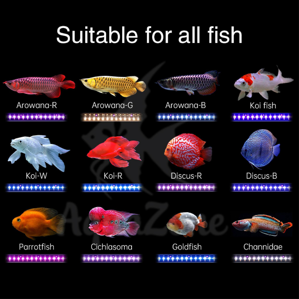 ĐÈN CÁ RỒNG T12PRO ALL IN ONE WEEK AQUA