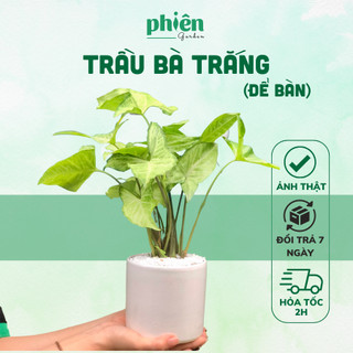 Cây môn loang xanh, cây tróc bạc để bàn kèm chậu gốm tráng men