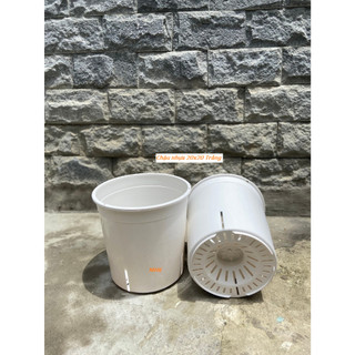 Chậu nhựa cứng 20x20 Màu trắng ! Mẫu đẹp , hiện đại , có khe thoát hông ! Chậu hoa hồng , cây kiểng