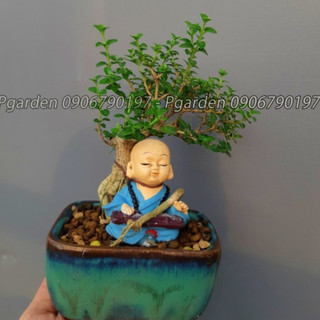 sam hương siêu mini MIX CHẬU