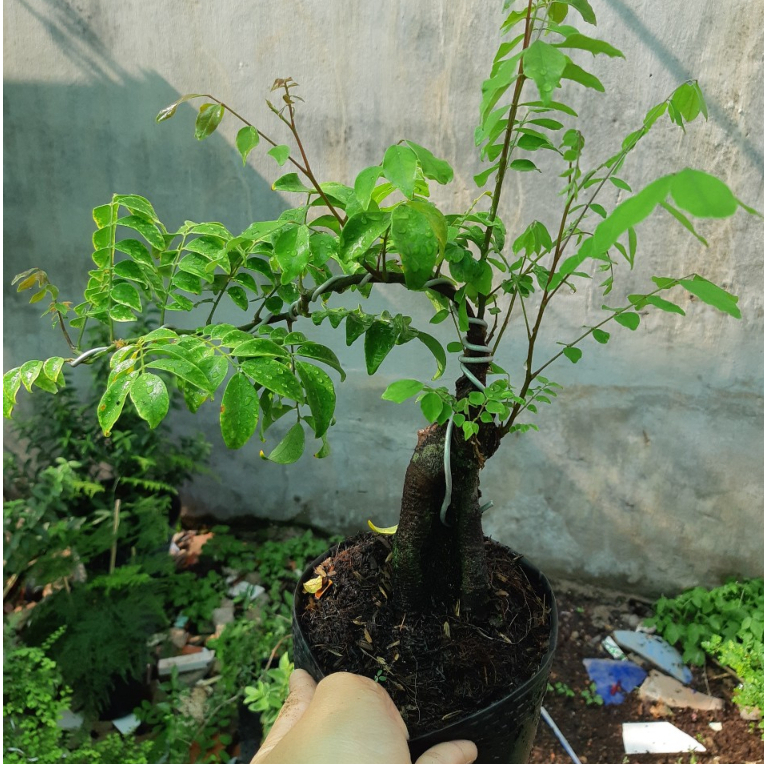 Cây khế BONSAI MINI DÁNG ĐẸP