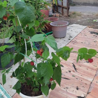Hoa lồng đèn hội an SIÊU ĐẸP