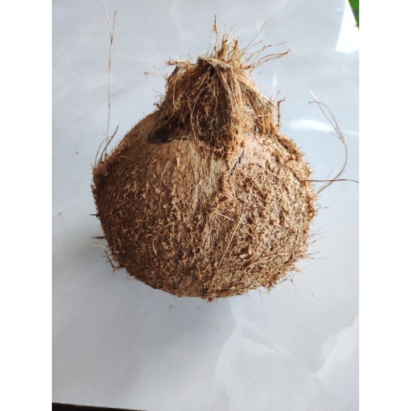 Dừa khô Bến Tre( 1.2 kg ăn lên)