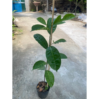 Cây giống mít dai ta