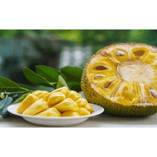 Cây giống mít dai ta (cây ươm hạt)