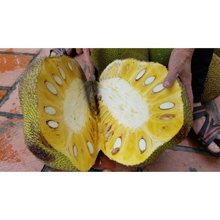Cây giống mít dai ta (cây ươm hạt)