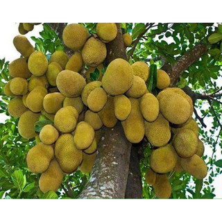 Cây giống mít dai ta (cây ươm hạt)