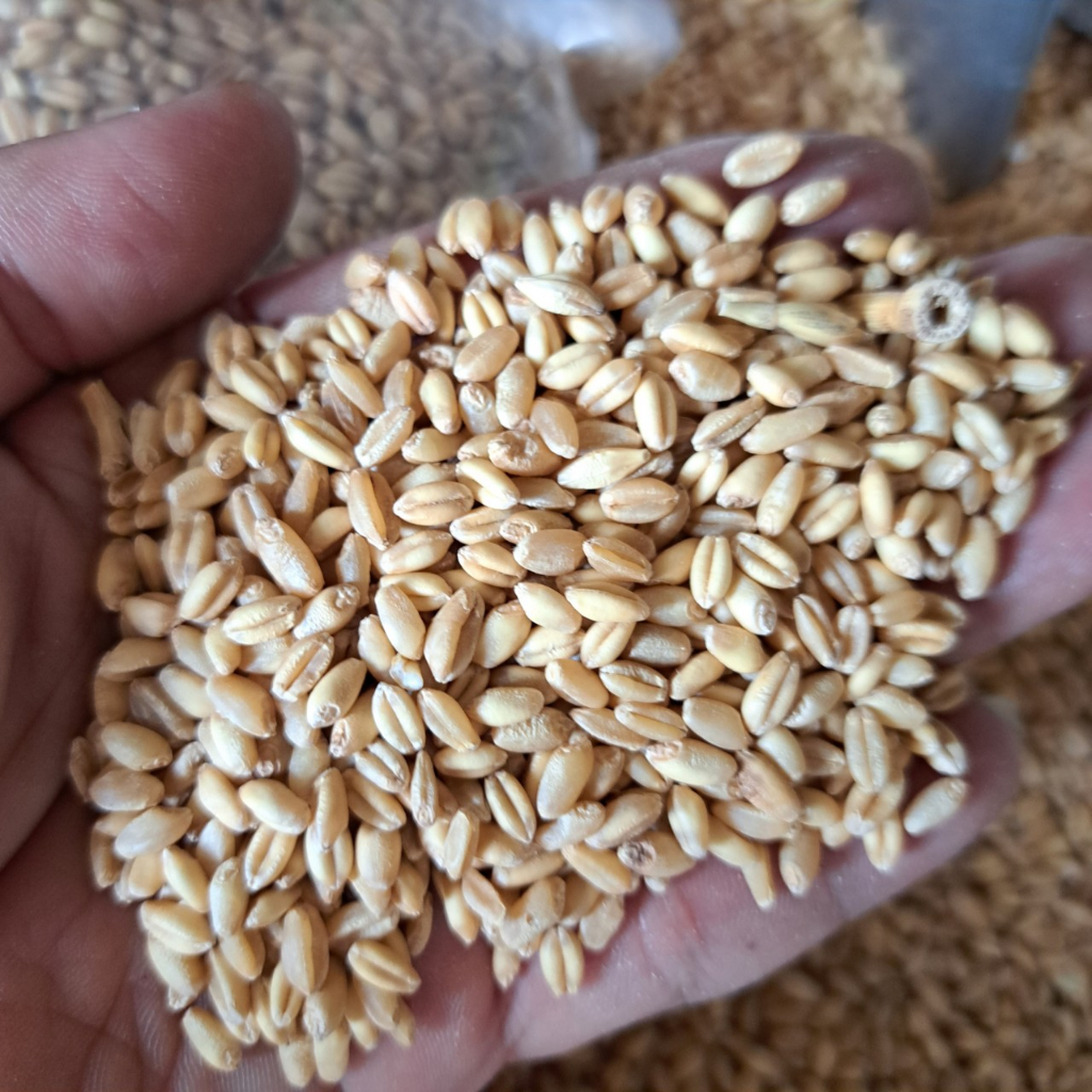Lúa mì dùng cho gà đá, hamster, vịt, chim, sạch sẽ không bụi đầy đủ dinh dưỡng mập mạp khỏe mạnh đóng gói túi 1kg