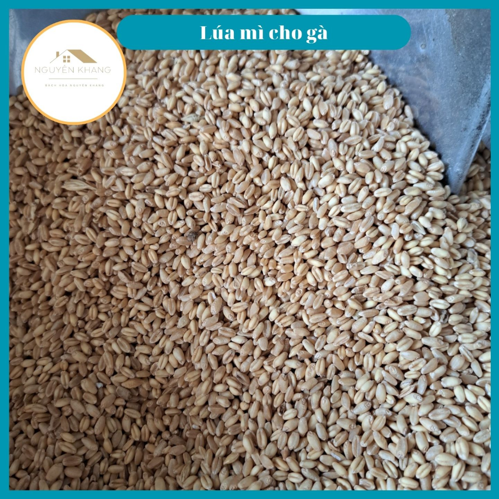 Lúa mì dùng cho gà đá, hamster, vịt, chim, sạch sẽ không bụi đầy đủ dinh dưỡng mập mạp khỏe mạnh đóng gói túi 1kg