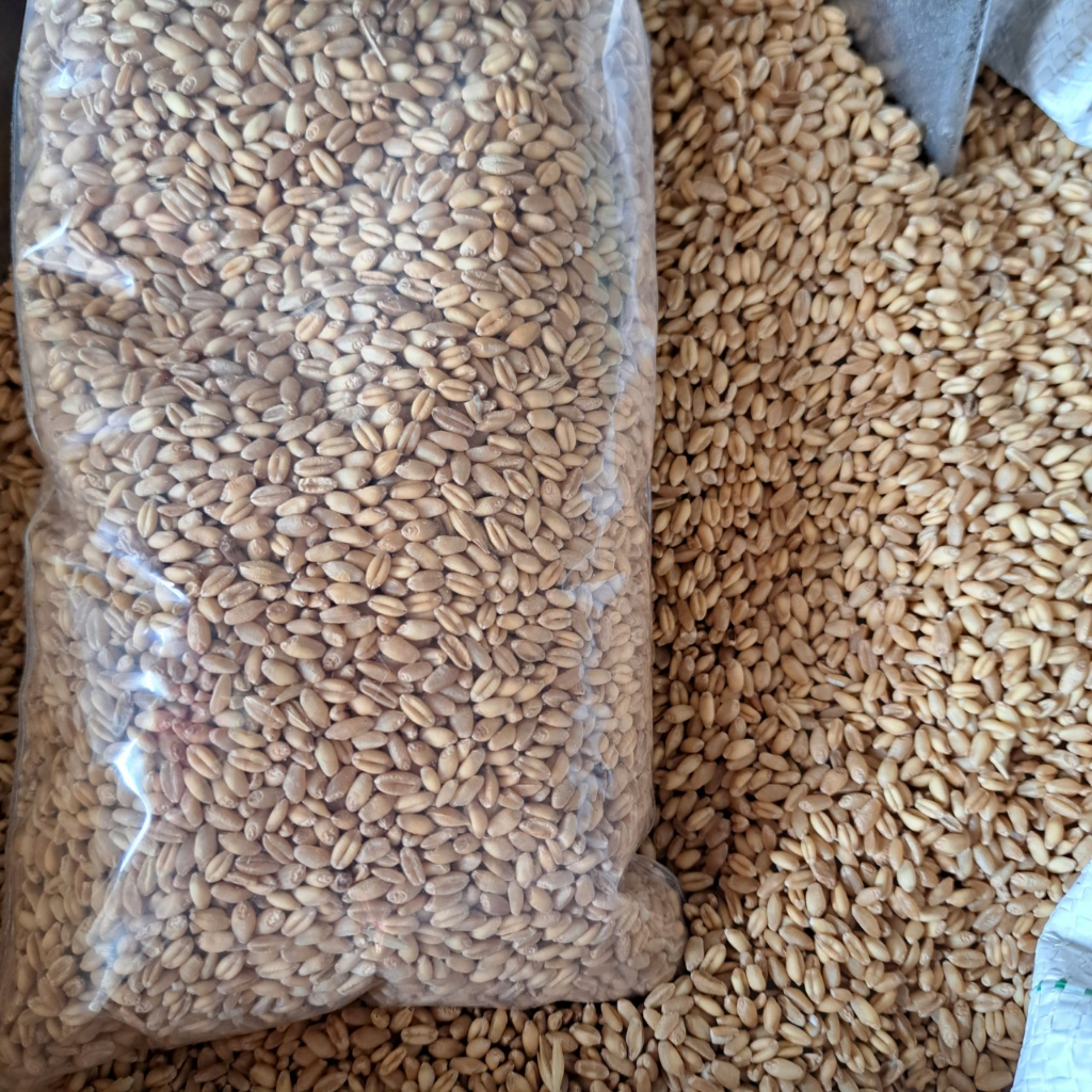 Lúa mì dùng cho gà đá, hamster, vịt, chim, sạch sẽ không bụi đầy đủ dinh dưỡng mập mạp khỏe mạnh đóng gói túi 1kg