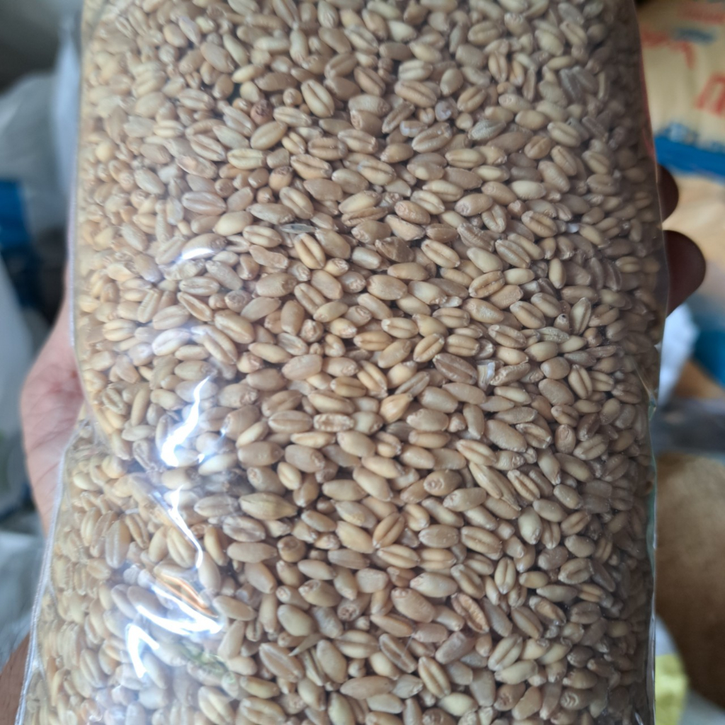 Lúa mì dùng cho gà đá, hamster, vịt, chim, sạch sẽ không bụi đầy đủ dinh dưỡng mập mạp khỏe mạnh đóng gói túi 1kg