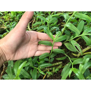 Kie Phi Điệp Chớp Mỹ - Chuẩn Mặt Hoa