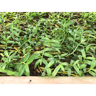 Kie Phi Điệp Chớp Mỹ - Chuẩn Mặt Hoa