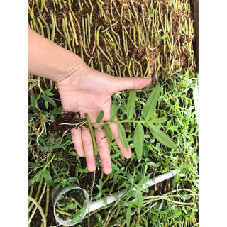 Kie Phi Điệp Chớp Mỹ - Chuẩn Mặt Hoa