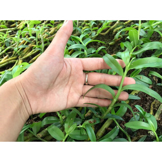 Kie Phi Điệp Chớp Mỹ - Chuẩn Mặt Hoa