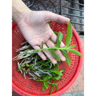 Kie Phi Điệp Chớp Mỹ - Chuẩn Mặt Hoa